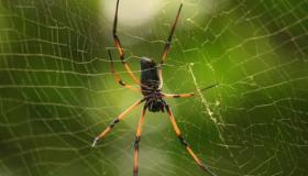 Lær om fortolkningen af ​​edderkopper i en drøm af Ibn Sirin