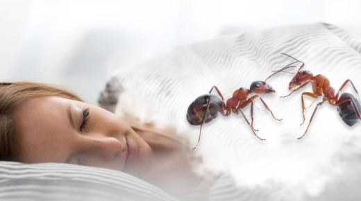 Výklad videnia mravcov kráčajúcich po tele vo sne