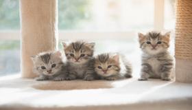 Իմացեք Իբն Սիրինի կողմից միայնակ կանանց համար կատուների մասին երազի մեկնաբանությունը, իսկ միայնակ կանանց երազում տնից վտարված կատուներին տեսնելու մեկնաբանությունը: