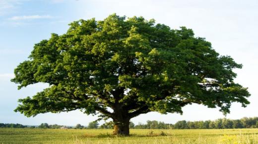 Երազում ծառի երազի ամենակարևոր 50 մեկնաբանությունը Իբն Սիրինի կողմից