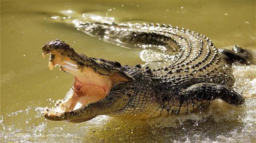 Naučte sa interpretáciu videnia krokodíla vo sne od Ibn Sirina