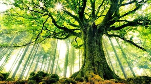 Jaký je výklad vidění stromů ve snu od Ibn Sirina?