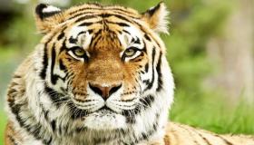Najdôležitejších 20 interpretácií videnia tigra vo sne pre slobodné ženy