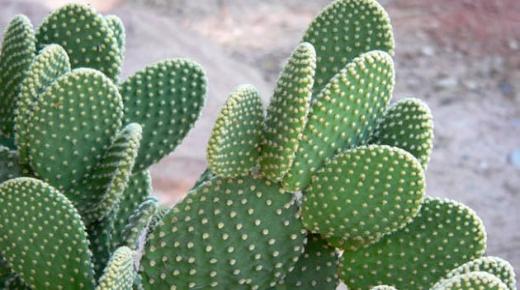 Lær om fortolkningen af ​​kaktus i en drøm af Ibn Sirin