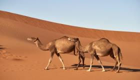 Opi tulkinta Ibn Sirinin kamelin unesta ja tulkinta kamelin ratsastamisesta unessa