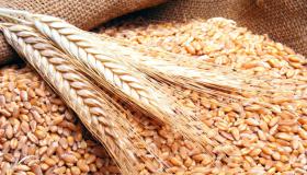 Vidieť pšenicu vo sne od Ibn Sirina a Ibn Shaheena