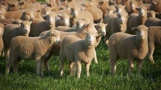 Ибн Сирин, Набулси нарын зүүдэнд байгаа хонины тайлбар
