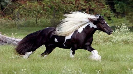 Երազում ձիերի հայտնվելու խորհրդանիշը Իբն Սիրինի կողմից