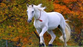 Ձիու մասին երազի մեկնաբանություն Իբն Սիրինի և առաջատար թարգմանիչների կողմից և արագ վազող ձիու մասին երազի մեկնաբանությունը