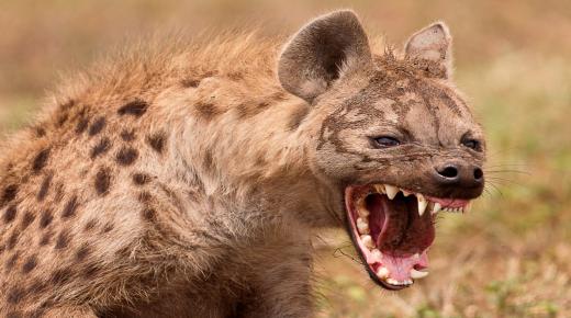 Sinau interpretasi ndeleng hyena ing ngimpi dening Ibnu Sirin lan Al-Usaimi
