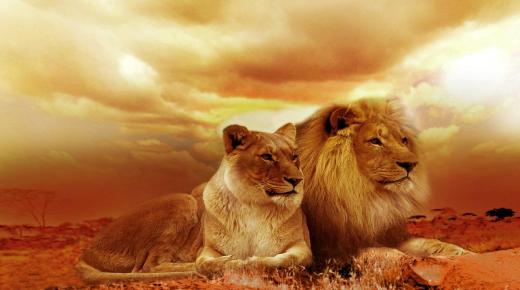 Відкрийте для себе найважливіші тлумачення бачити лева уві сні від Ібн Сіріна!