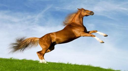 Lær om fortolkningen af ​​en drøm om en hest, der jager mig af Ibn Sirin