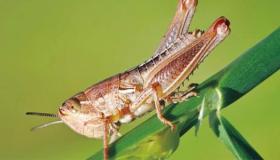 Přečtěte si o nejdůležitějších interpretacích strachu z kobylky ve snu