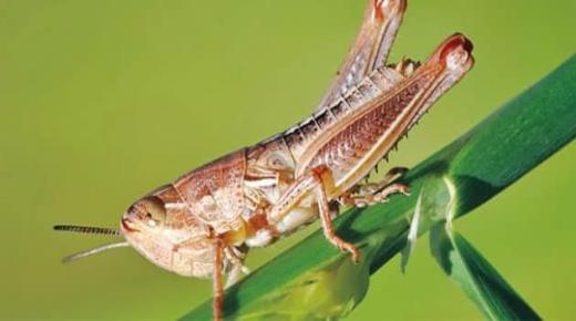 Přečtěte si o nejdůležitějších interpretacích strachu z kobylky ve snu