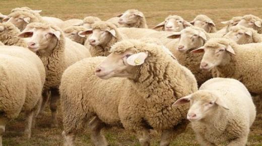 Зүүдэндээ хонь, ямаа харах хамгийн чухал 15 тайлбар