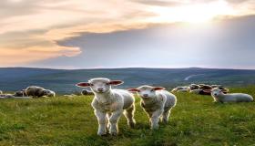 Tärkeimmät tulkinnat lampaiden ja vuohien näkemisestä unessa