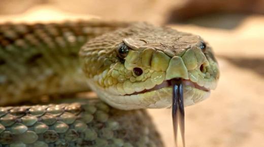 Lær mere om at se slanger i en mands drøm ifølge Ibn Sirin