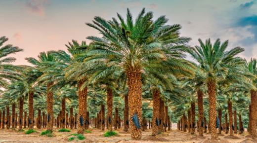 Jaký je výklad palmového snu Ibn Sirina?