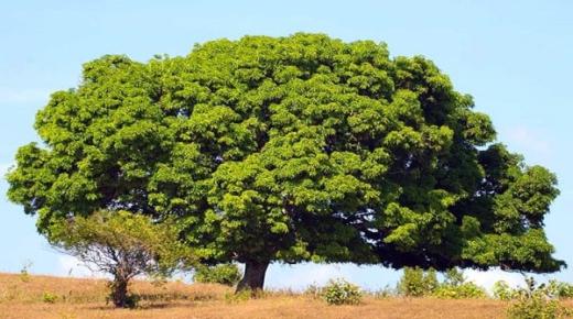 Hvad er fortolkningen af ​​træet i en drøm af Ibn Sirin?