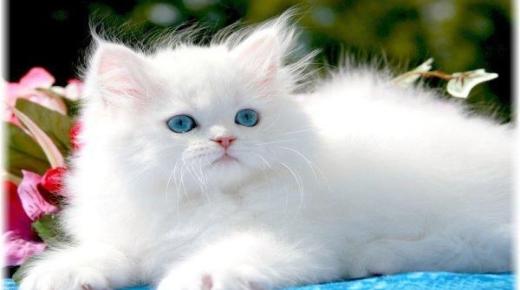 تفسير حلم القطط البيضاء لابن سيرين