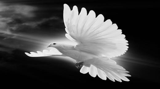 Tumačenje snova o mrtvom golubu i tumačenje sna o smrti malog goluba