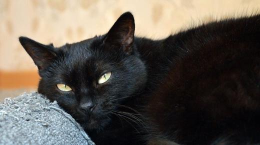 Jeg drømte om en sort kat, hvad er fortolkningen af ​​drømmen?