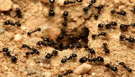 تفسير حلم النمل للعزباء وتفسير حلم قرص النمل للعزباء