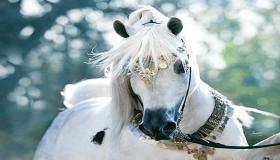 Бачити уві сні кінь, а що тлумачить бачити уві сні червоного коня?