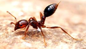 Den vigtigste 20 fortolkning af drømmen om myrer i huset af Ibn Sirin