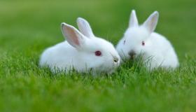 ما هو تفسير رؤية الأرنب الأبيض في المنام لابن سيرين ؟