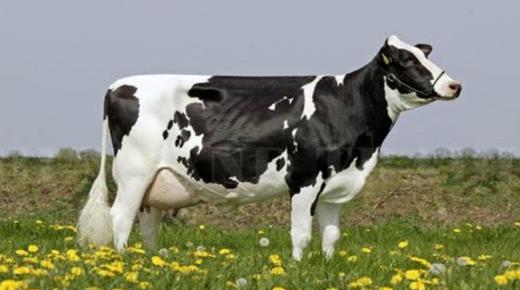 تعرف على أهم تفسيرات البقر في المنام لابن سيرين