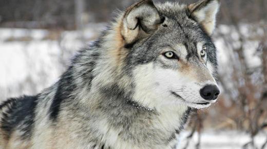 أهم 10 دلالات لرؤية قتل الذئب في المنام