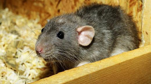 أهم 60 تفسير لرؤيا الفأر لابن سيرين