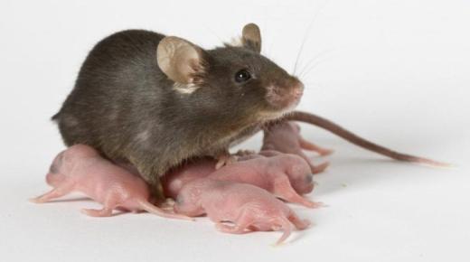 ما هو تفسير رؤية الفئران في المنام لابن سيرين؟