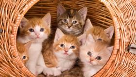 ما معنى القطط في المنام لابن سيرين وكبار العلماء؟
