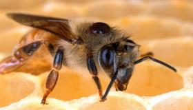 تفسير رؤية قرص النحل في المنام لابن سيرين