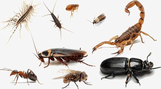 ما هو تفسير حلم الحشرات الصغيرة وقتلها لابن سيرين؟