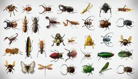 أهم 100 تفسير لحلم الحشرات للعزباء لابن سيرين