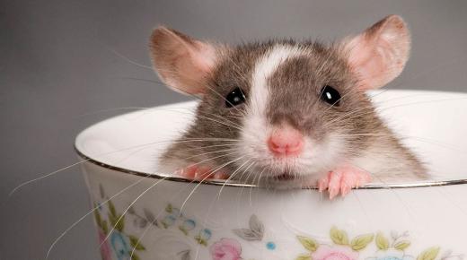 أهم 20 تفسير لحلم الفأر للعزباء لابن سيرين