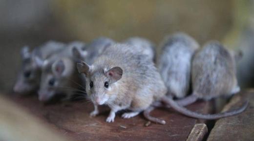 ما هو تفسير حلم الفئران الكثيرة لابن سيرين؟