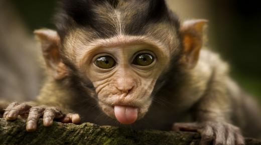 أهم 20 تفسير لحلم القرد لابن سيرين
