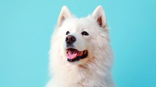 أهم 20 تفسير لحلم الكلب الأبيض لابن سيرين