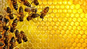 أهم 20 تفسير لحلم النحل لابن سيرين