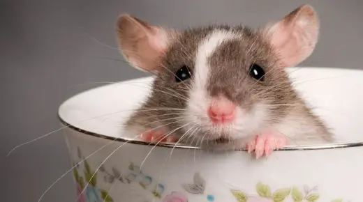 أهم 20 تفسير لرؤية الفأر في المنام لابن سيرين