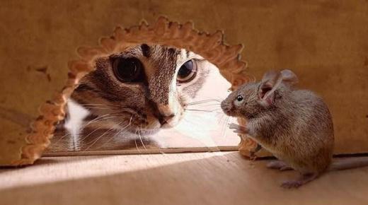 تفسير رؤية القطط والفئران في المنام لابن سيرين