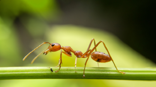 أهم 30 تفسير لرؤية النمل في الحلم لابن سيرين