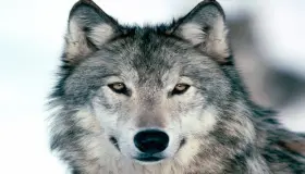 أهم 50 تفسير لحلم الذئب في المنام لابن سيرين