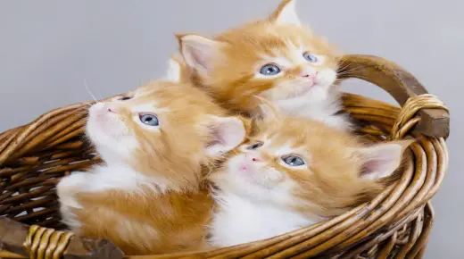 ما هو تفسير حلم القطط الصغيرة الملونة في المنام لابن سيرين ؟