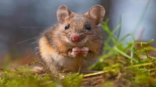 ما هو تفسير رؤية الفئران في المنام لابن سيرين؟
