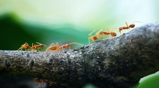 De 20 vigtigste fortolkninger af at se myrer og kakerlakker i en drøm af Ibn Sirin